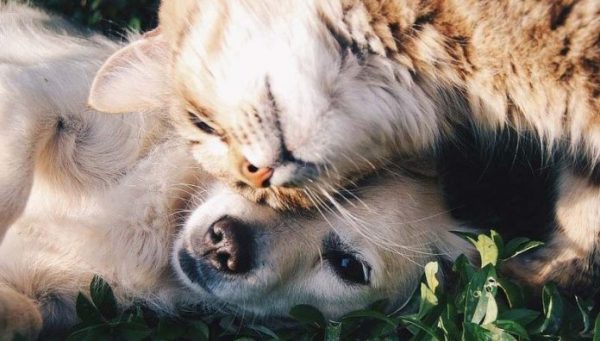 Veterinária comemora aumento de pena para quem maltratar cães e gatos