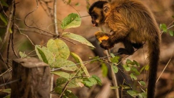 Animais atingidos por queimadas recebem água e alimentos no Pantanal