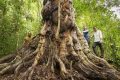 Maior árvore de pau-brasil é descoberta na Bahia: 500 anos