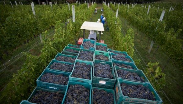 Santa Catarina busca selo de Indicação de Procedência para comprovar qualidade dos vinhos de altitude do estado