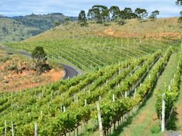 Santa Catarina busca selo de Indicação de Procedência para comprovar qualidade dos vinhos de altitude do estado