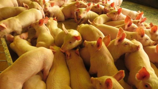 Exportação de carne suína catarinense cresce 29% no mês de julho