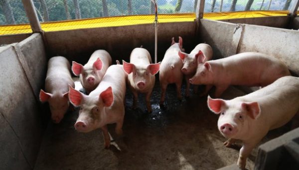 Santa Catarina bate recorde nas exportações de carne suína em setembro