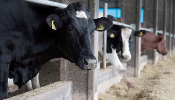 Projeto de lei atualiza regras sobre a entrada de bovinos e bubalinos de outros estados