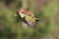 Fotógrafo flagra furão voando de carona em pica-pau