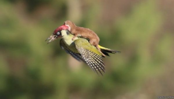 Fotógrafo flagra furão voando de carona em pica-pau