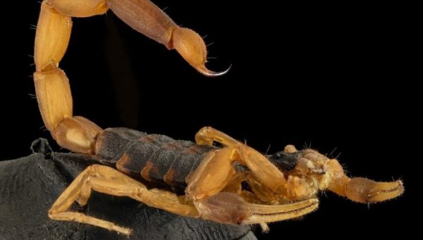 Brasileiros descobrem toxina no escorpião para tratar hipertensão e infarto