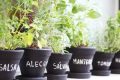 Horta medicinal: como ter uma e quais plantas cultivar