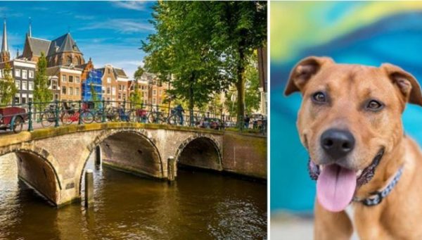Holanda bate recorde e é o primeiro país sem nenhum cão de rua abandonado