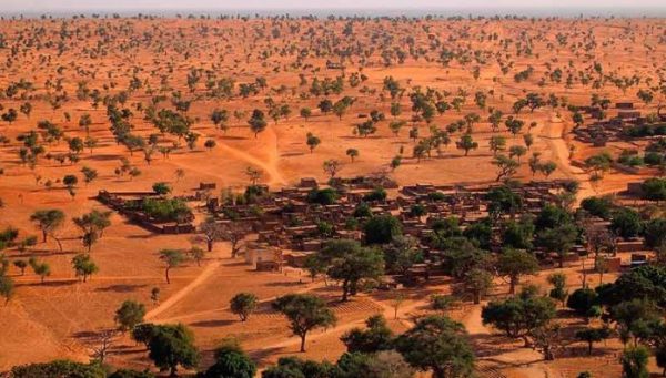 Floresta desconhecida no deserto do Saara é descoberta por satélite