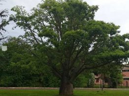 Flor “rara” de baobá desabrocha em Brasília: dura apenas 24 horas