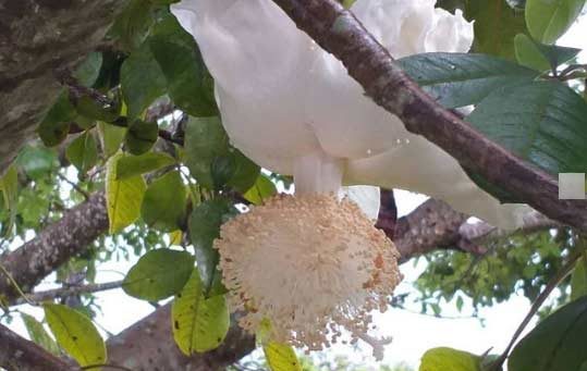 Flor “rara” de baobá desabrocha em Brasília: dura apenas 24 horas