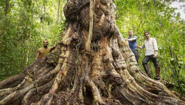 Maior árvore de pau-brasil é descoberta na Bahia: 500 anos