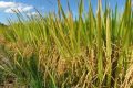 Epagri lança novo cultivar de arroz