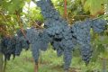 Safra de uva está com frutos de boa qualidade e colheita antecipada em SC