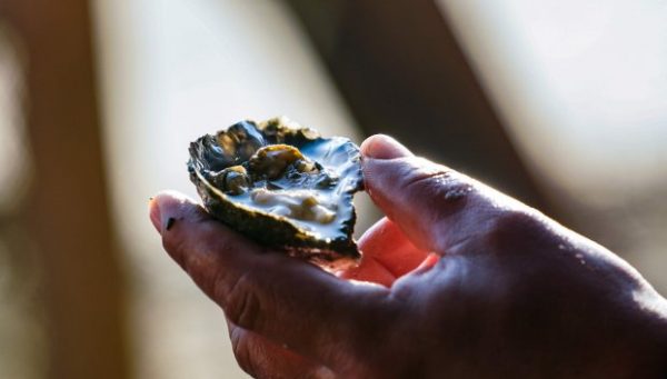 Secretaria da Agricultura libera cultivos de ostras e mexilhões em Palhoça