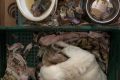 Dibea e Polícia Civil resgatam 115 cães de canil clandestino