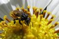 Rio do Sul terá 2ª exposição e feira de produtos de abelhas sem ferrão