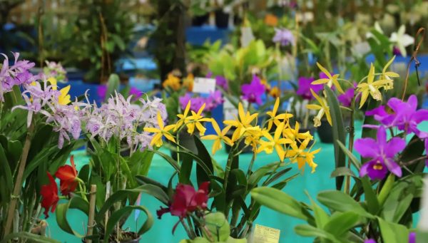 Exposição de orquídeas movimenta Parque de Eventos no fim de semana