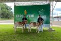 Julgamento de Animais com Registro marca o primeiro dia da Festa Estadual do Milho em Xanxerê