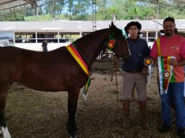 Julgamento do Cavalo Crioulo é realizado durante o oitavo dia de ExpoFemi