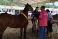 Julgamento do Cavalo Crioulo é realizado durante o oitavo dia de ExpoFemi