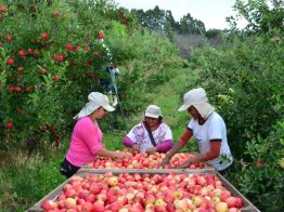 Variedades de maçã da Epagri são produzidas na Europa e avançam para expansão mundial