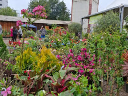 Cerca de quatro mil pessoas visitaram a Feira de Mudas promovida pela Prefeitura de Chapecó