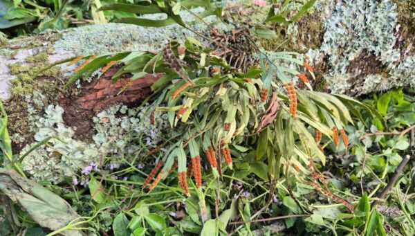Casan executa ações de conservação da flora durante obras de esgoto em Florianópolis