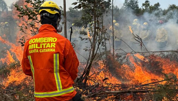 Curso aprimora técnicas de bombeiros militares no combate a incêndios florestais