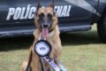 Cão policial Vegas se aposenta na Polícia Penal de Santa Catarina e busca um novo lar