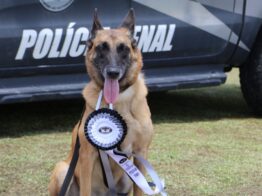 Cão policial Vegas se aposenta na Polícia Penal de Santa Catarina e busca um novo lar