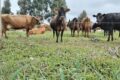 Centro de Referência Tecnológica para produção de leite da Epagri recebe certificado de propriedade livre de brucelose e tuberculose