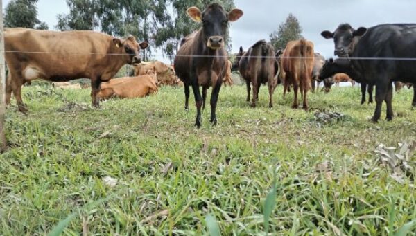 Centro de Referência Tecnológica para produção de leite da Epagri recebe certificado de propriedade livre de brucelose e tuberculose